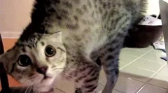 Kako pomiriti mačko?